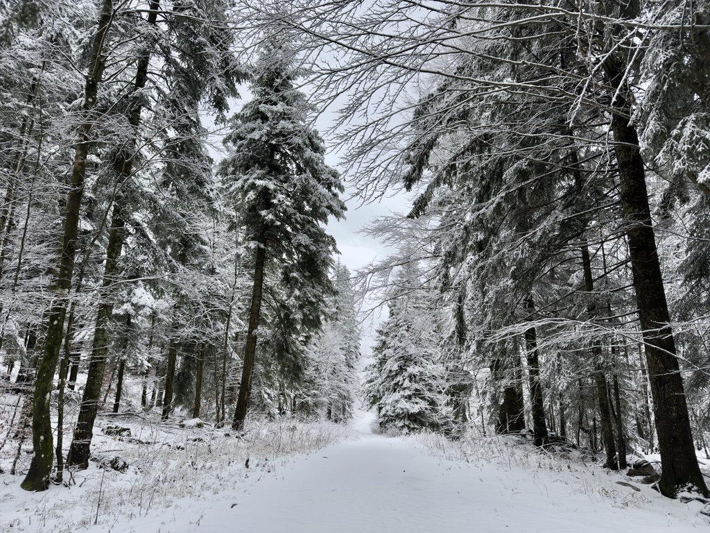 Bosco invernale a Brestova Draga